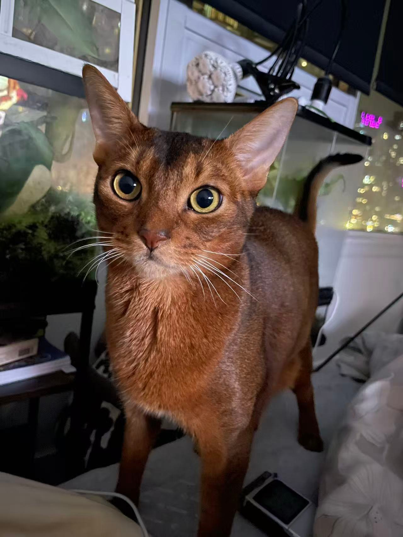 Educator photograph of a brown family cat